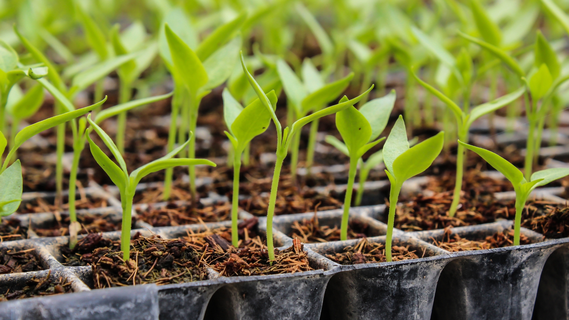 seedling cultivation