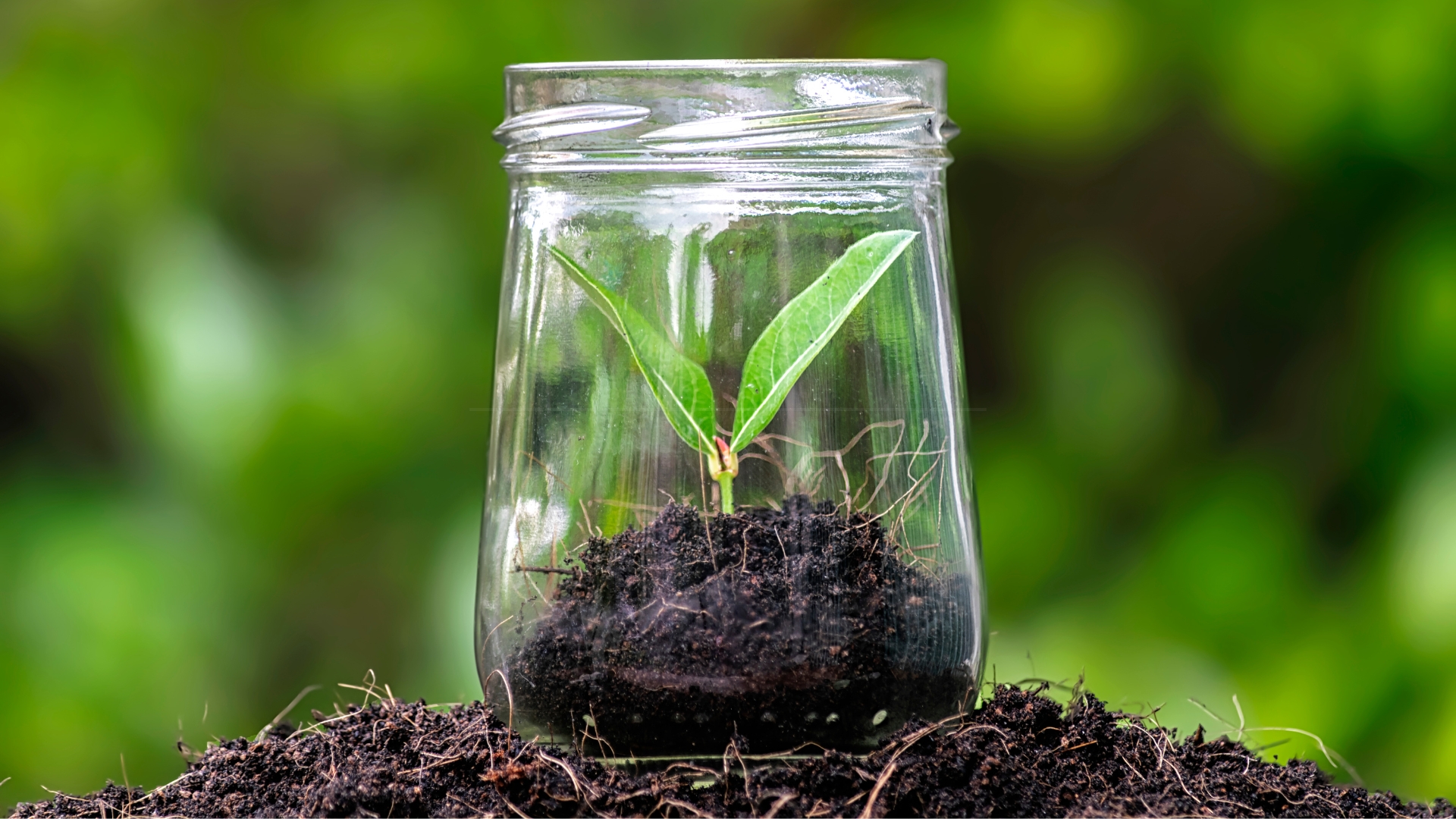 seedling in a glass jar