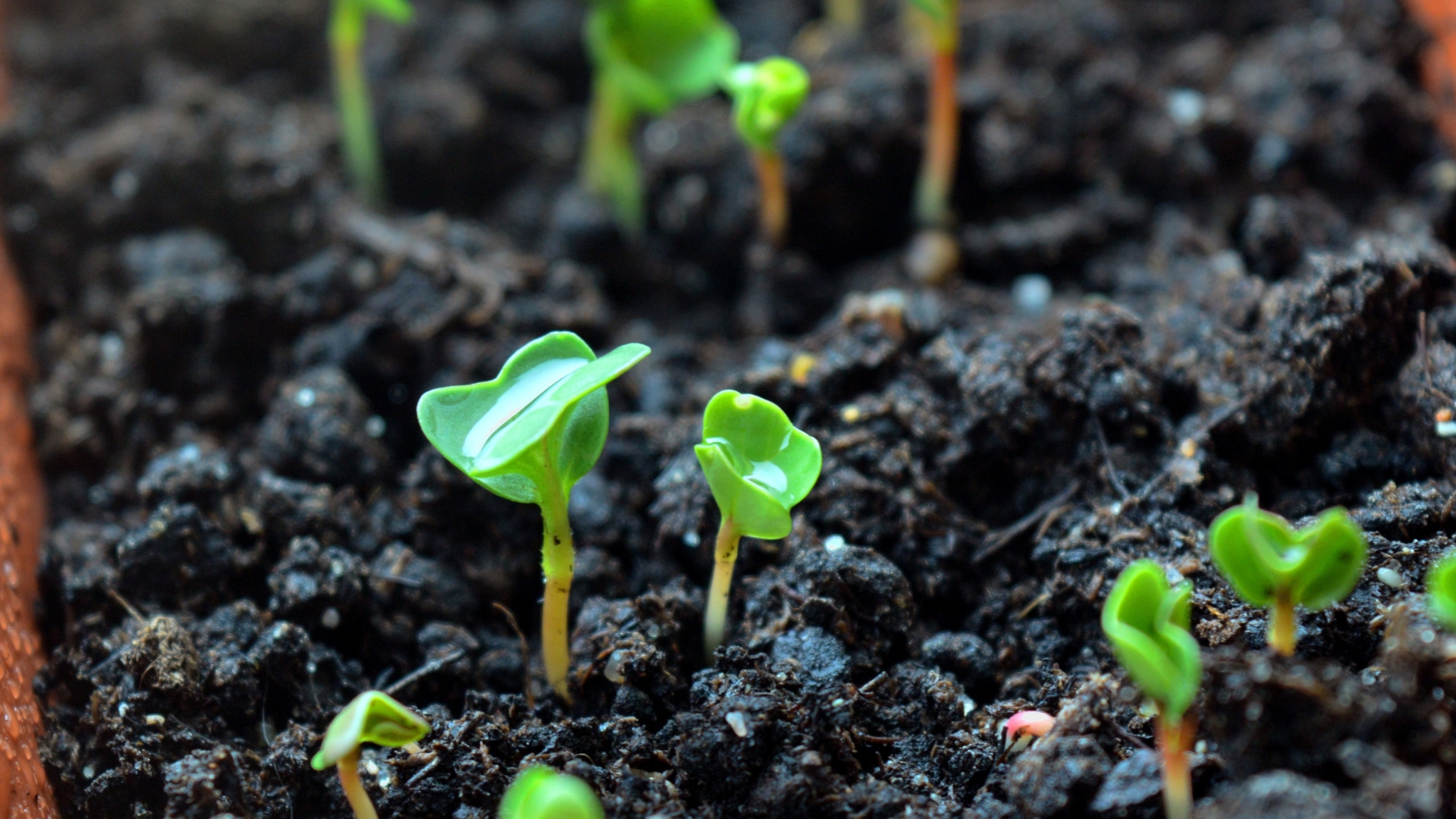 seedling in garden