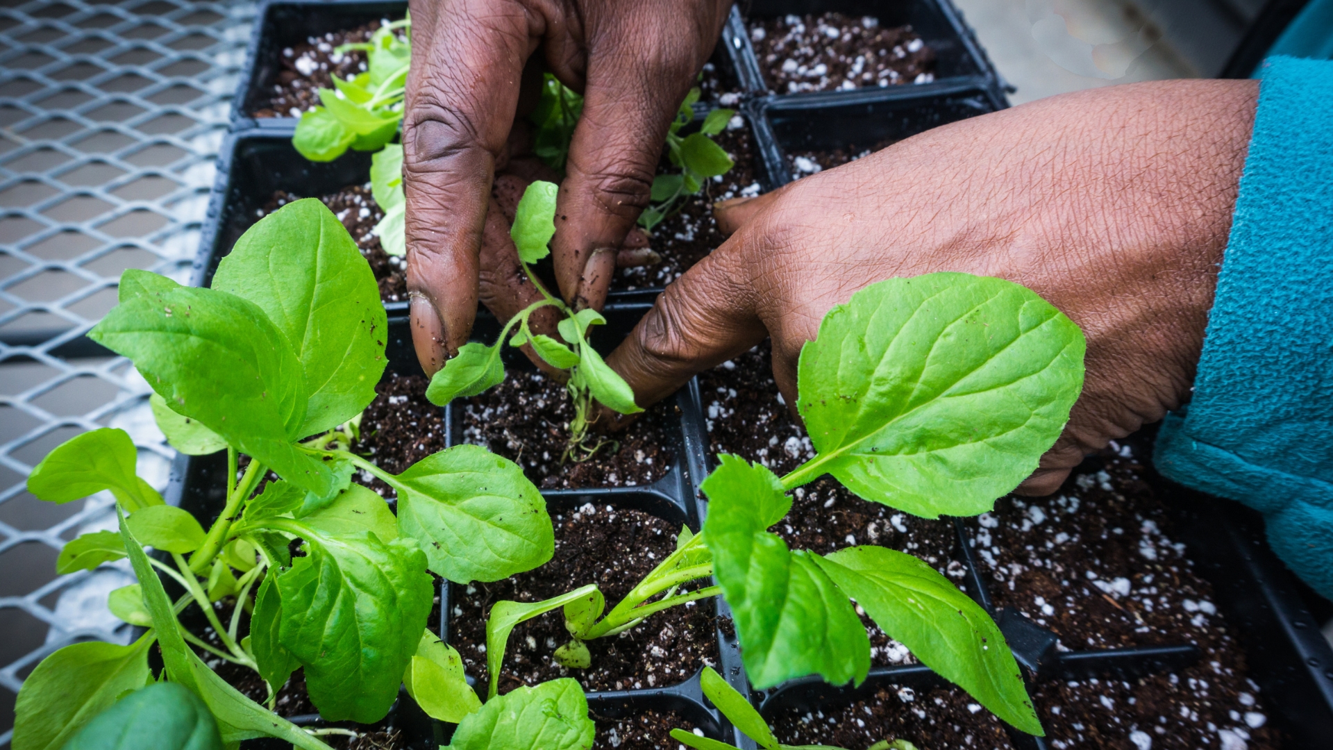 seedling transplantation