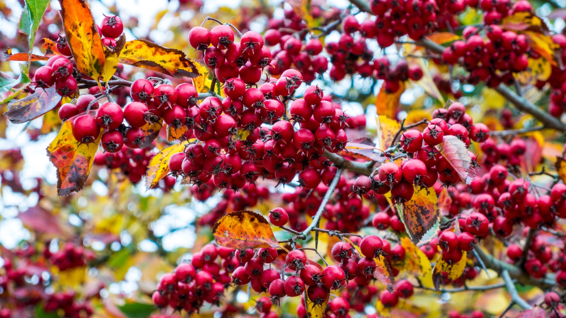 juneberry