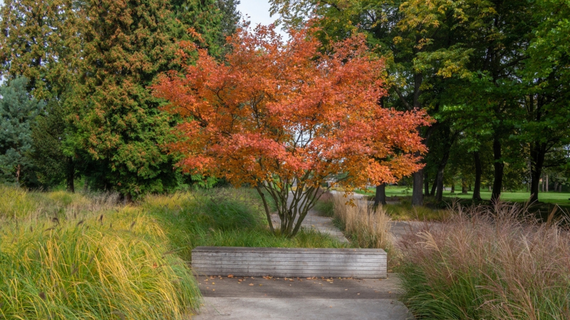 serviceberry tree in fall