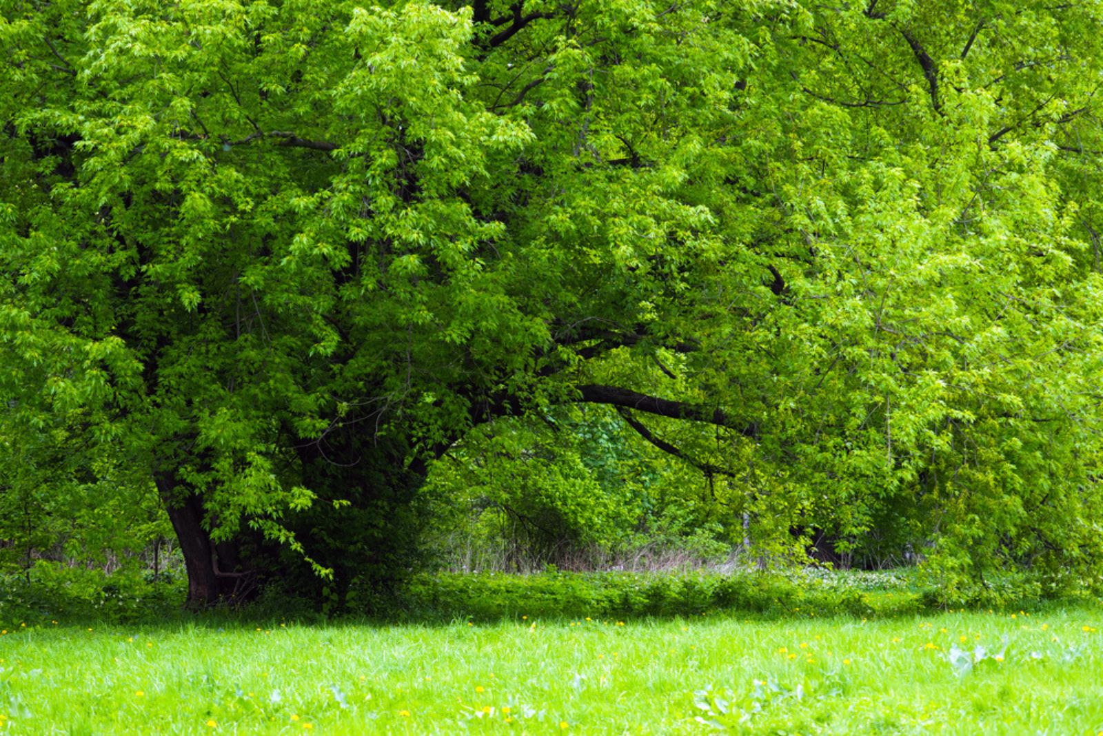 silver maple tree