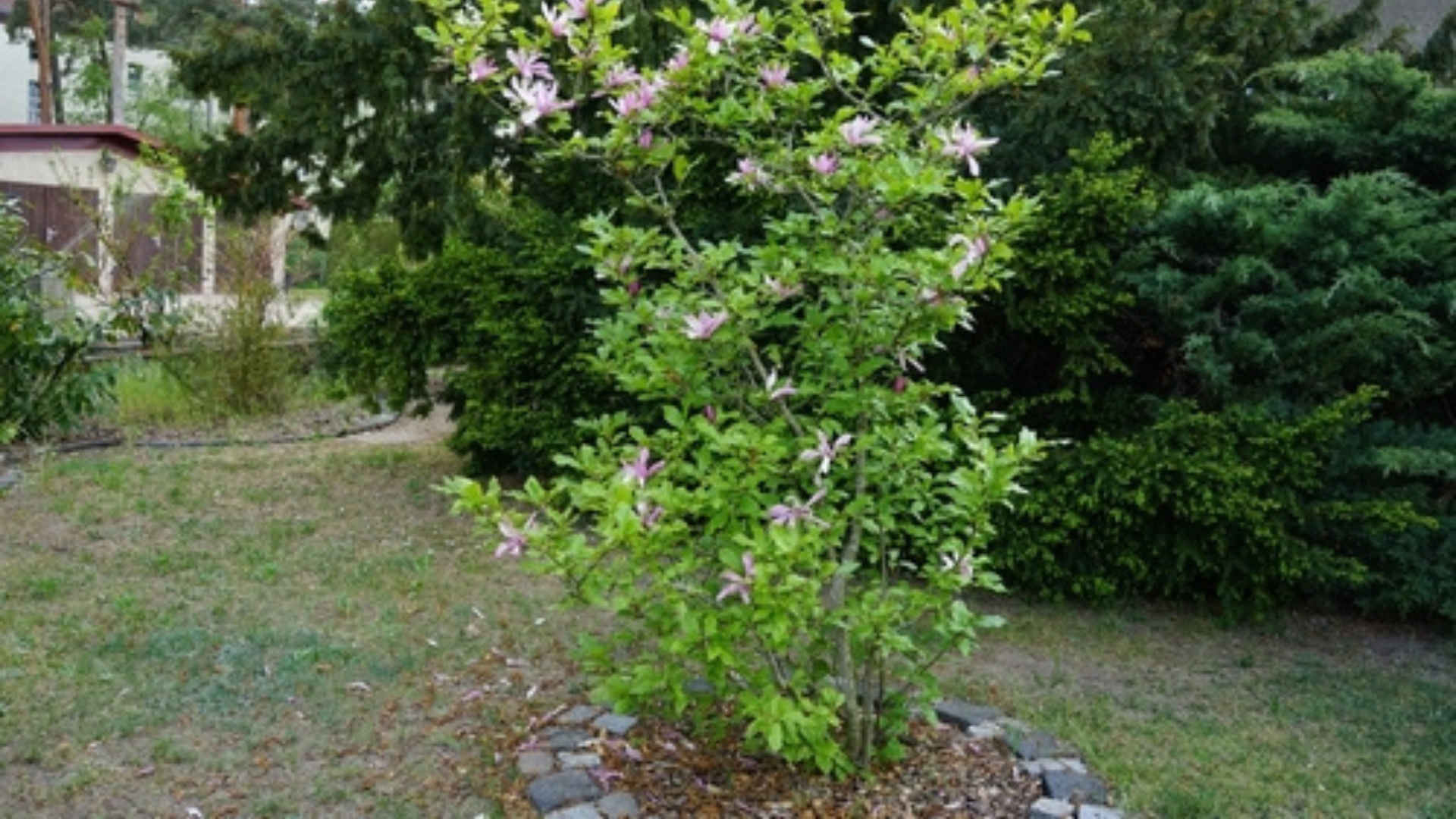 small jane magnolia in a yard