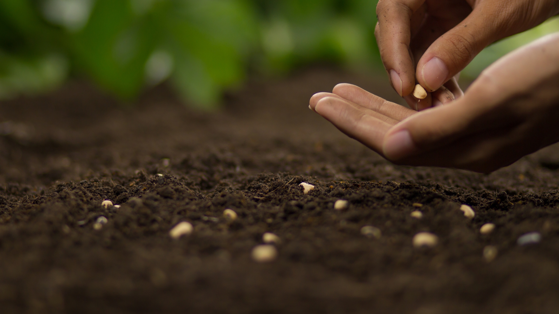 sowing seeds