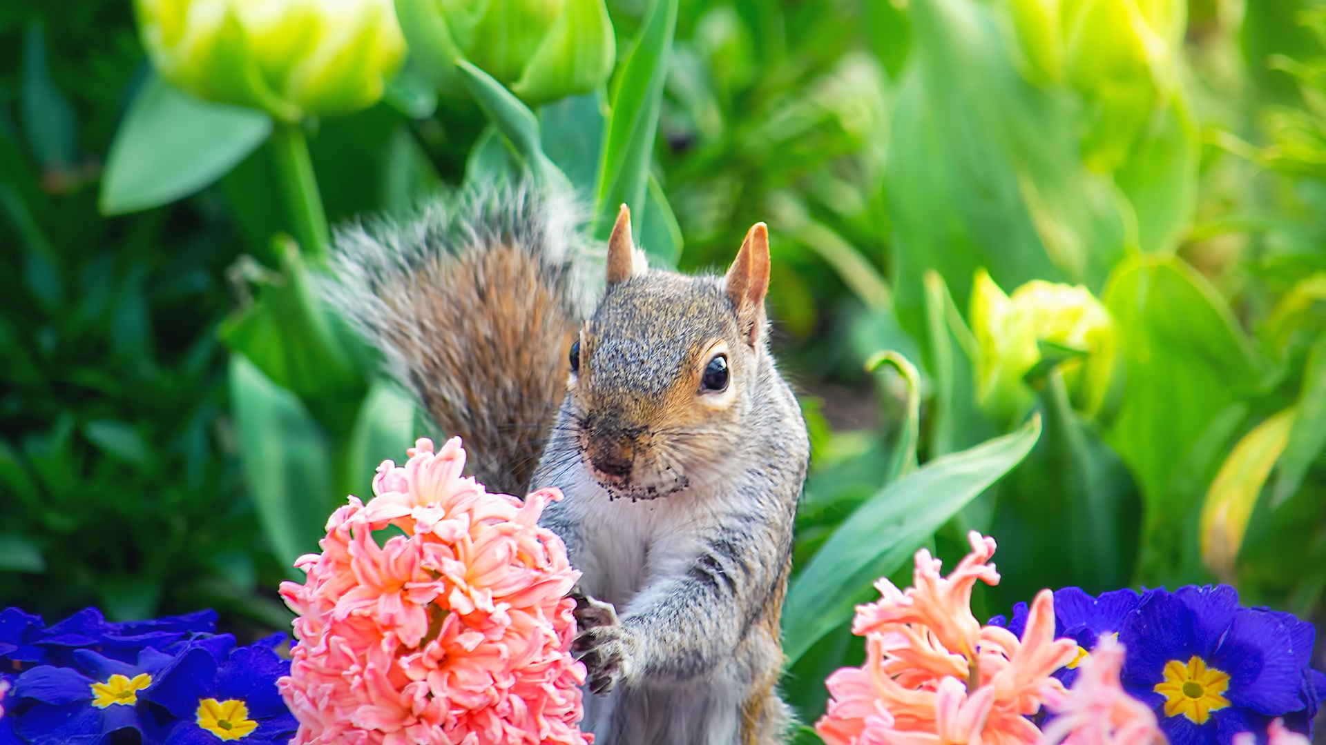 squirrel and a hyacinth