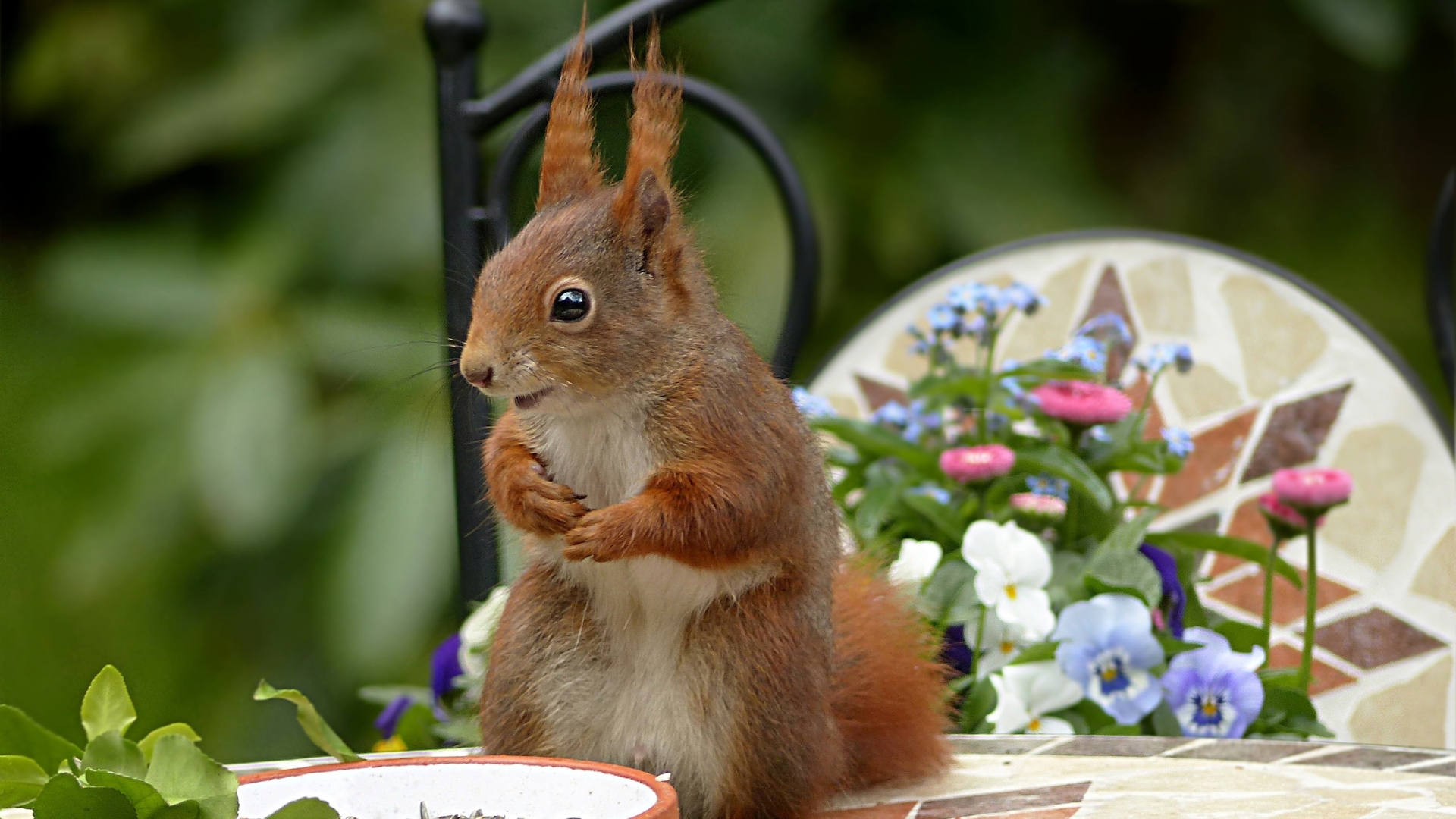 squirrel in a garden