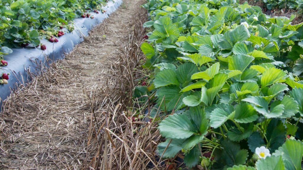 strawberry rows