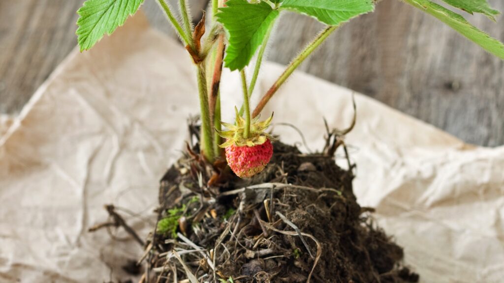 strawberry transplant