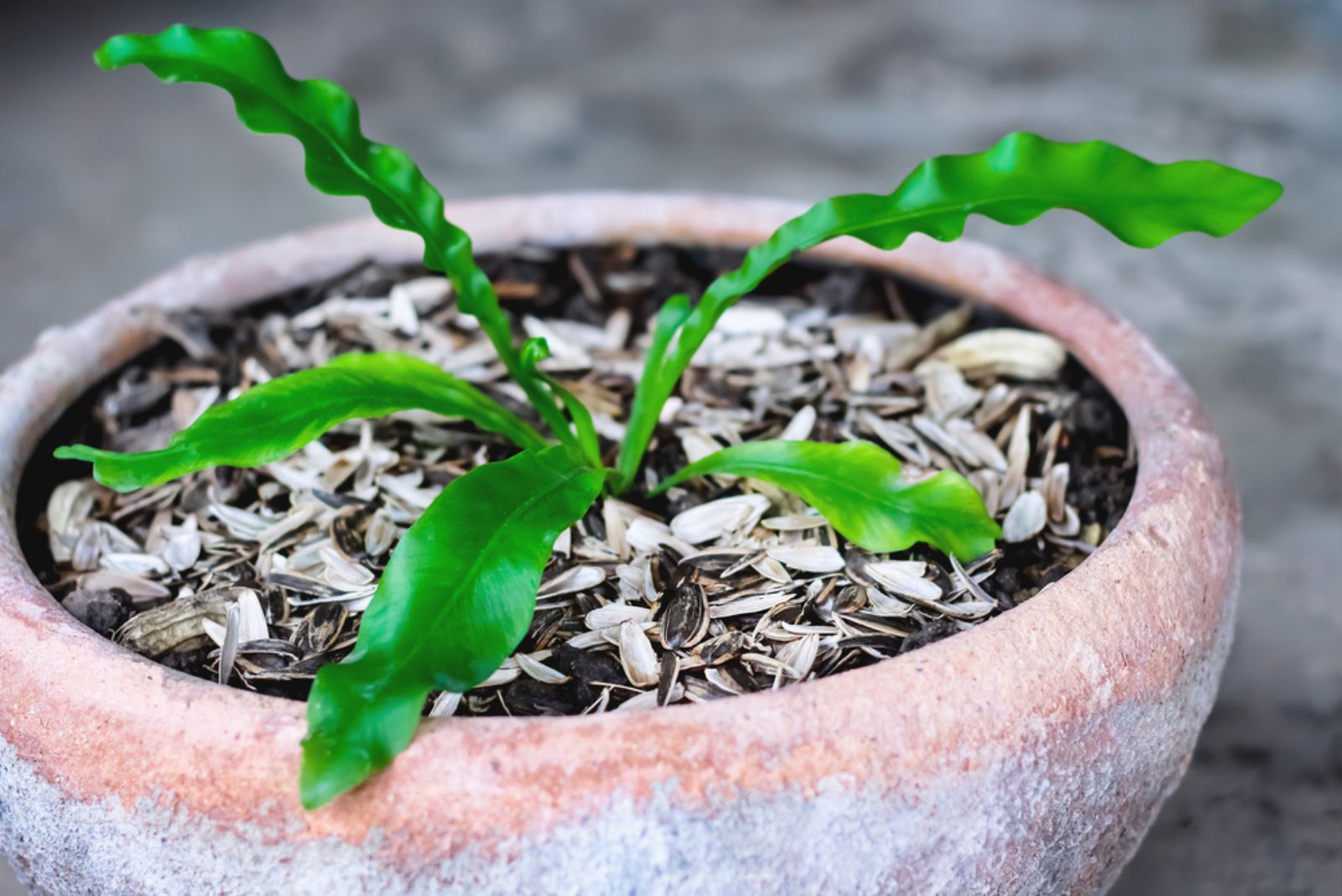 sunflower seed shells in plant pot