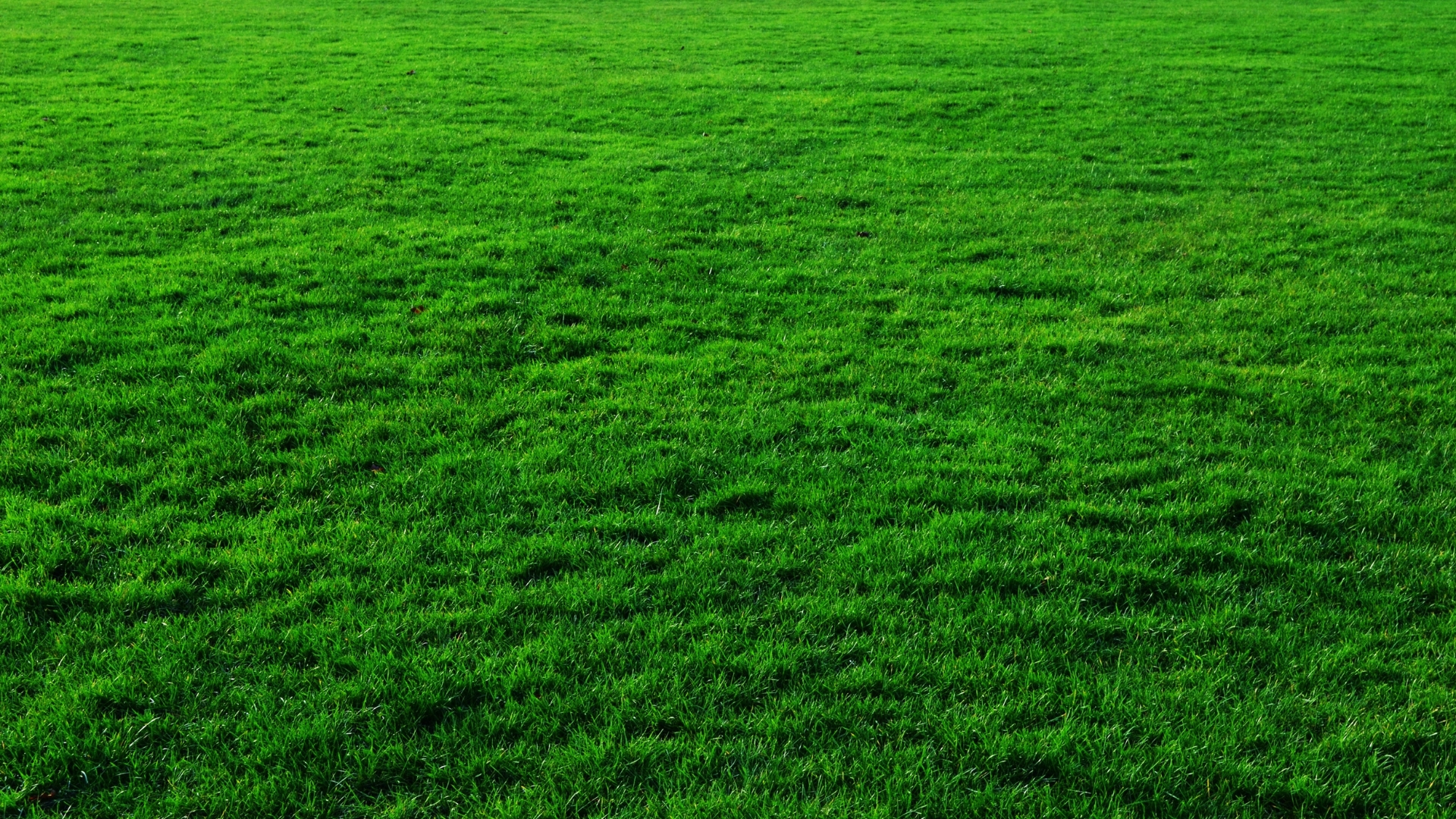 thick and green grass