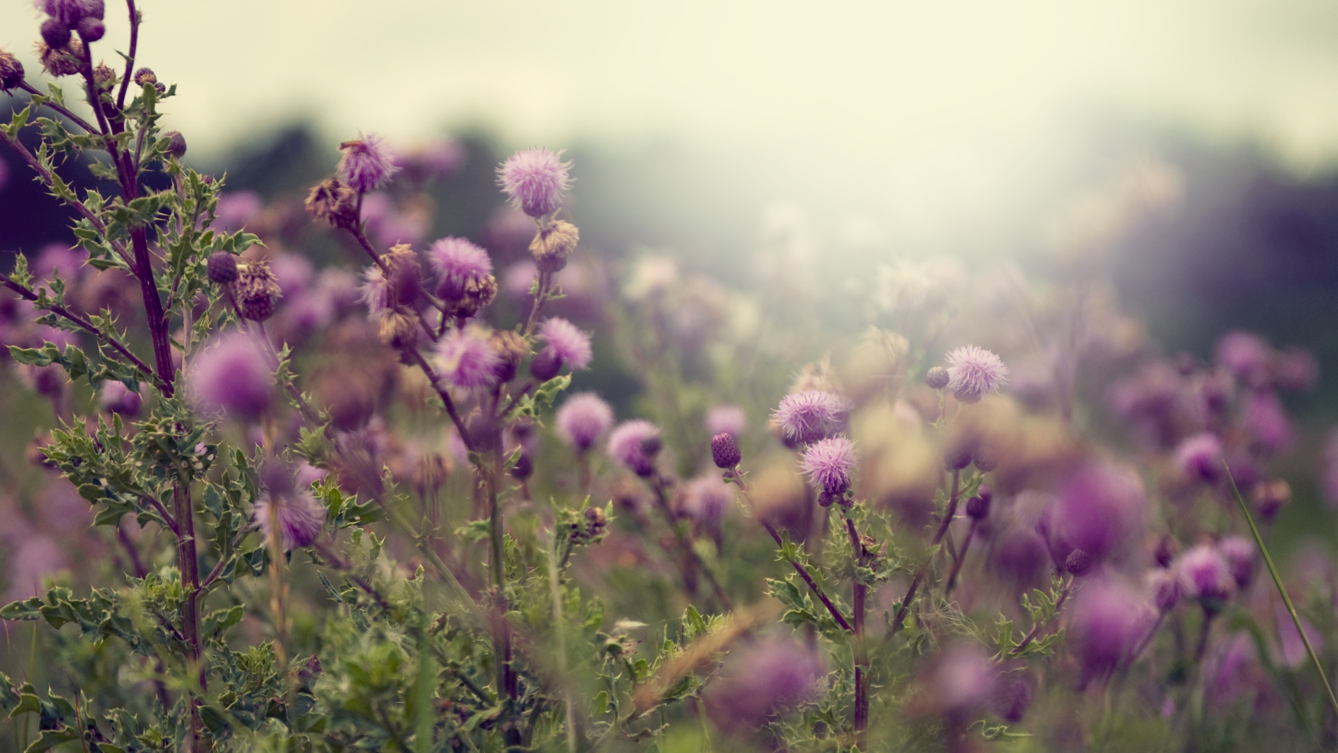 thistle plant