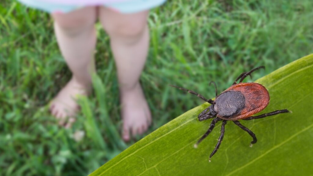 tick pest on a leaf