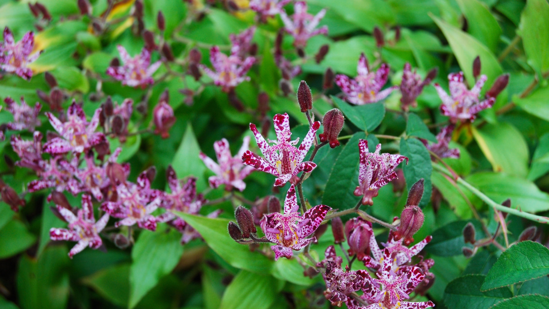 toad lily bloom display