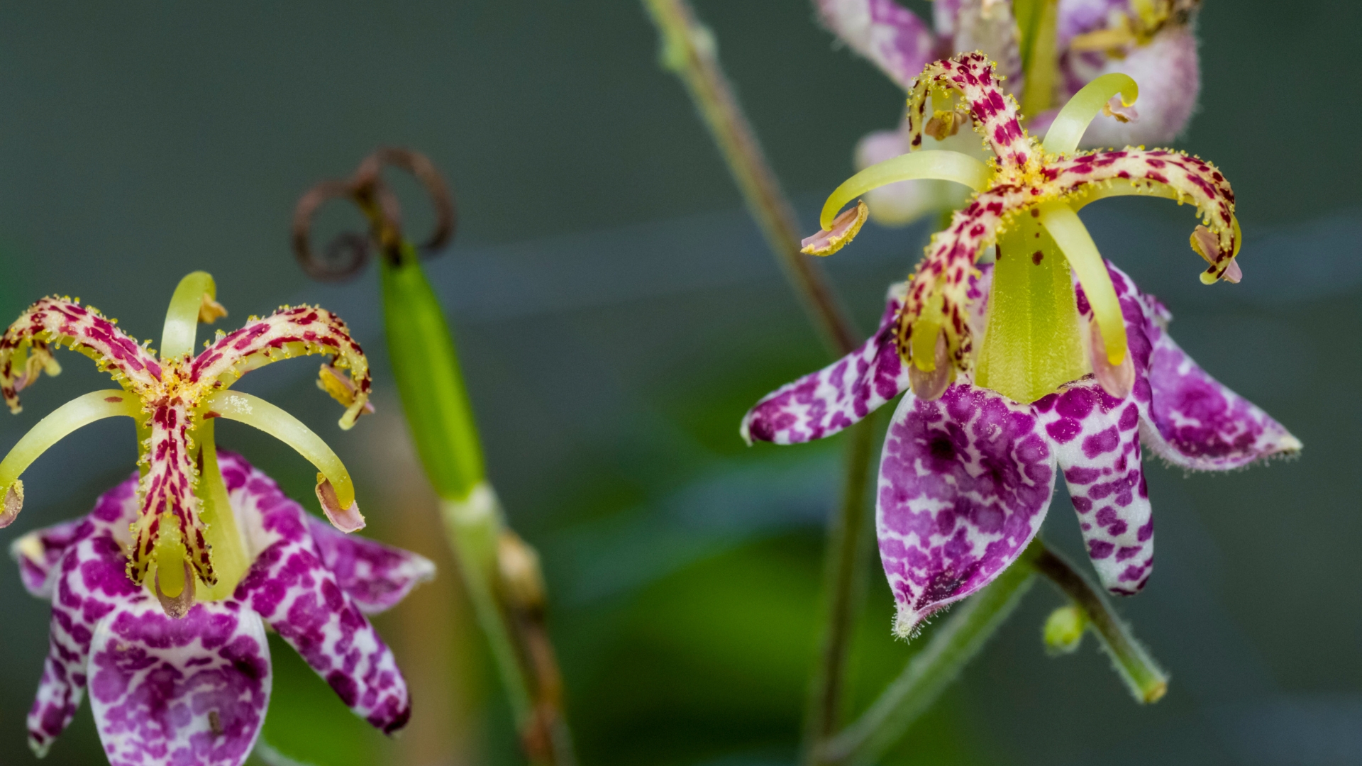 toad lily blooms