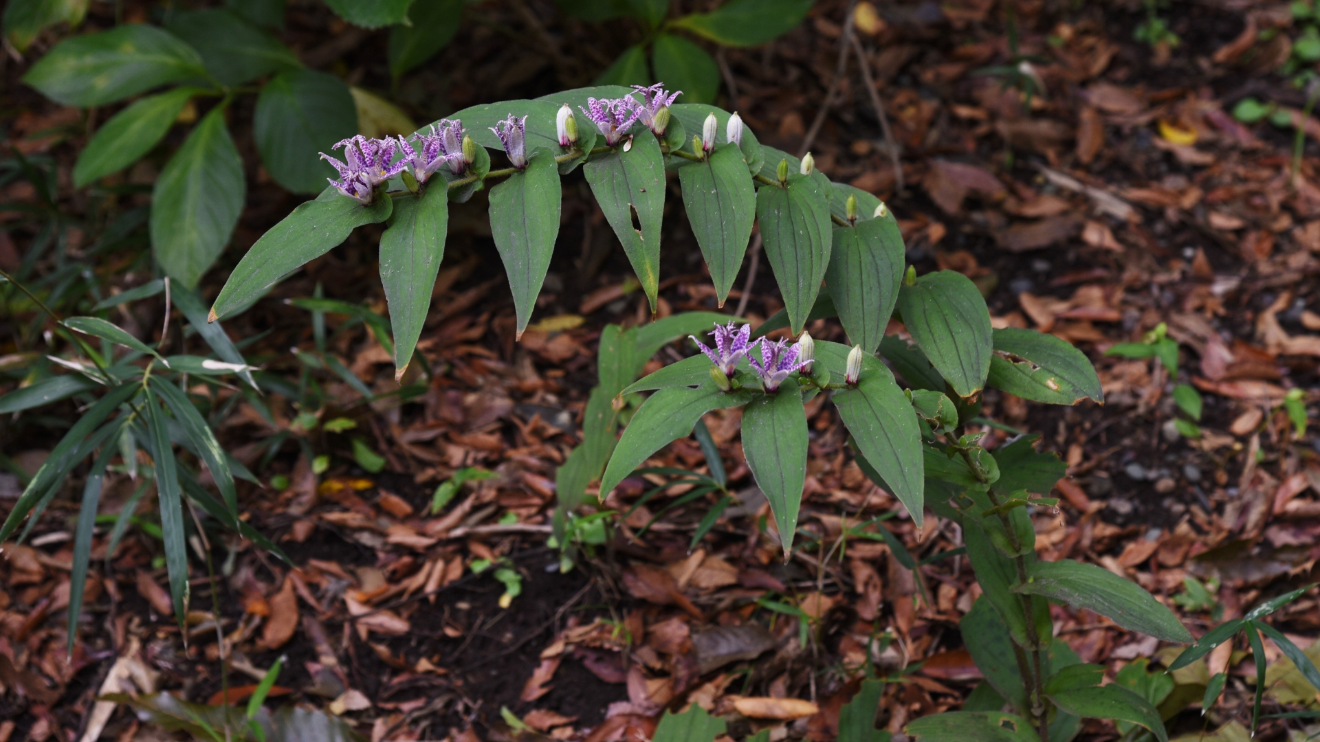 toad lily in bloom