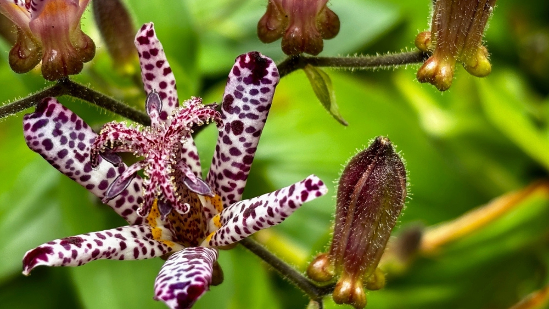 toad lily flower