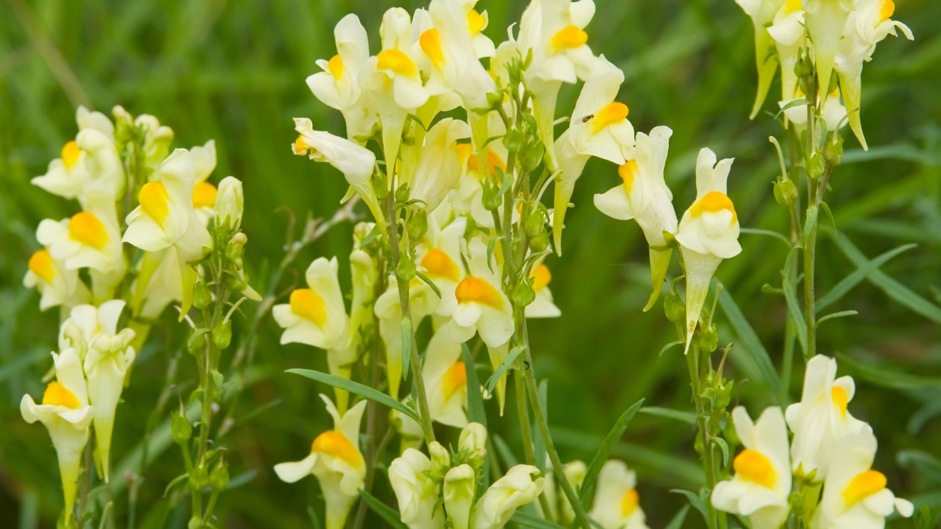 Spring Into Fall 39 Spectacular Yellow Perennials That Will Never Leave Your Garden Once ...