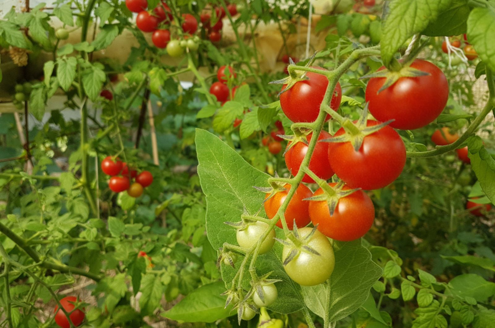 tomatoes in the garden