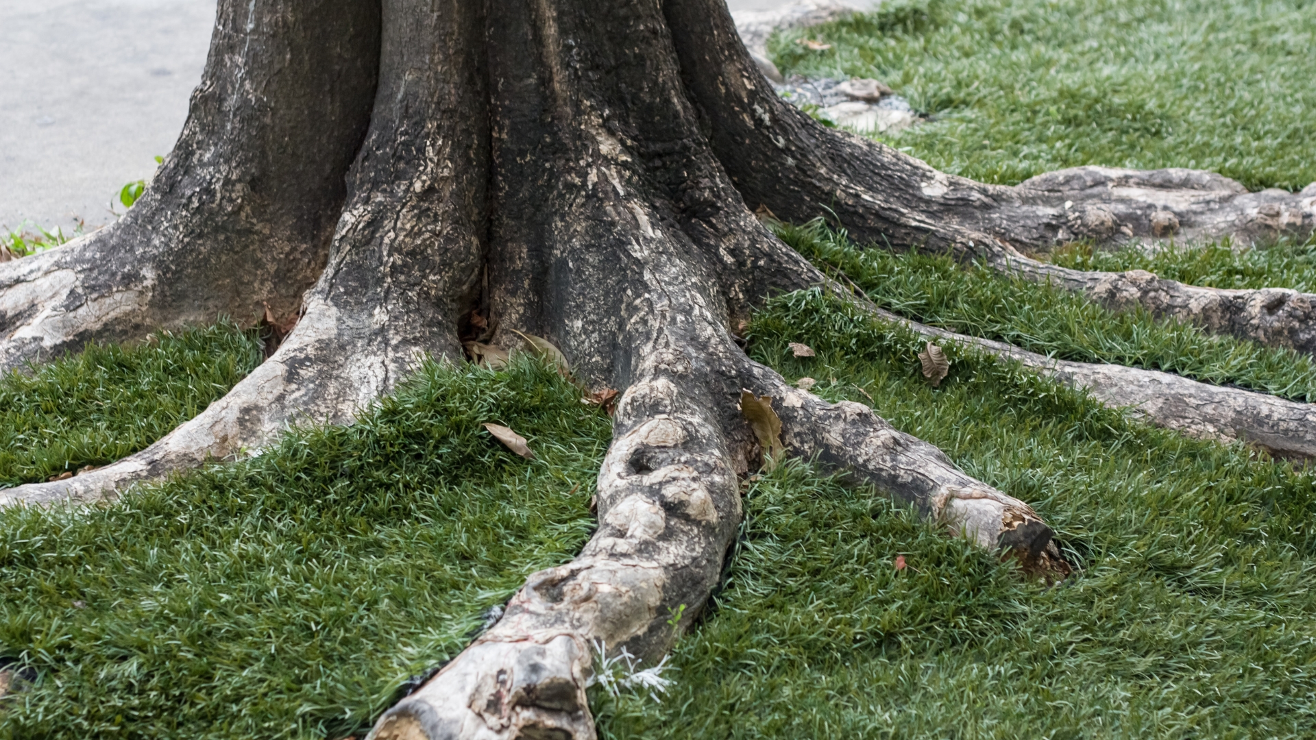 tree root system