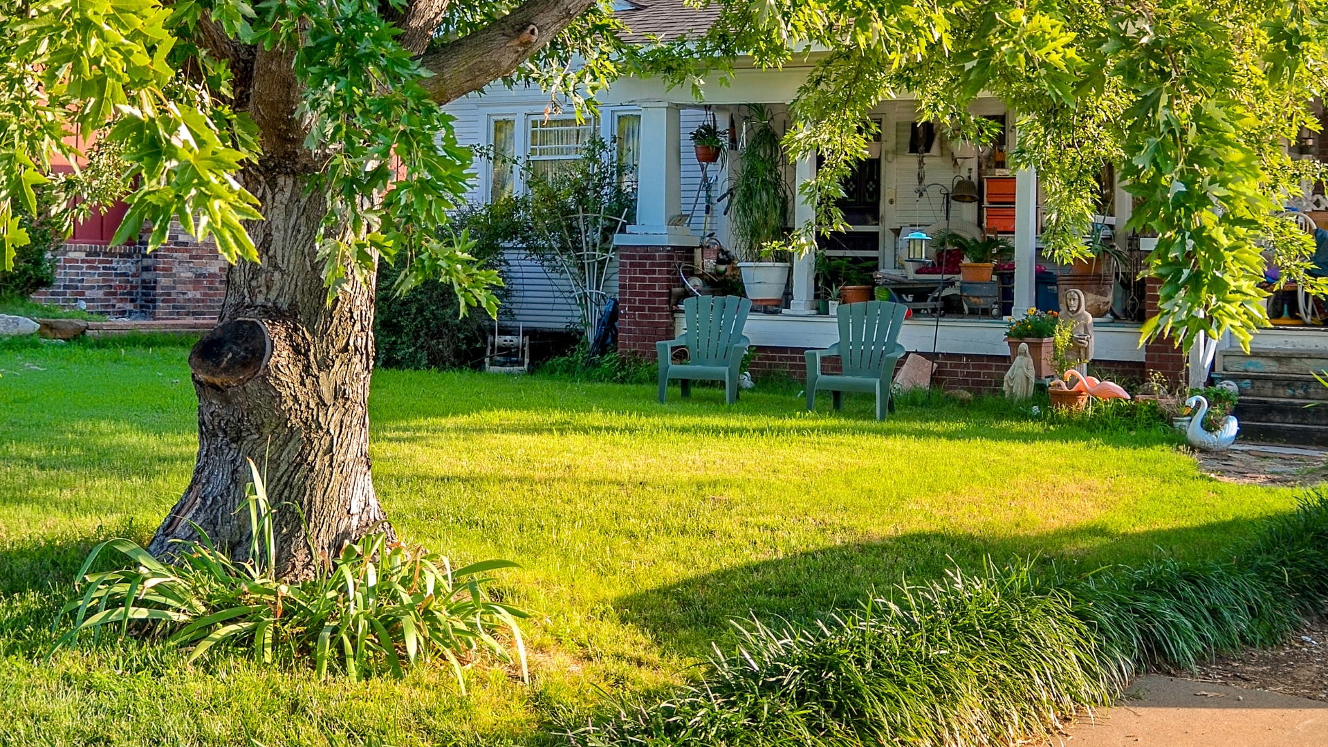 tree in yard