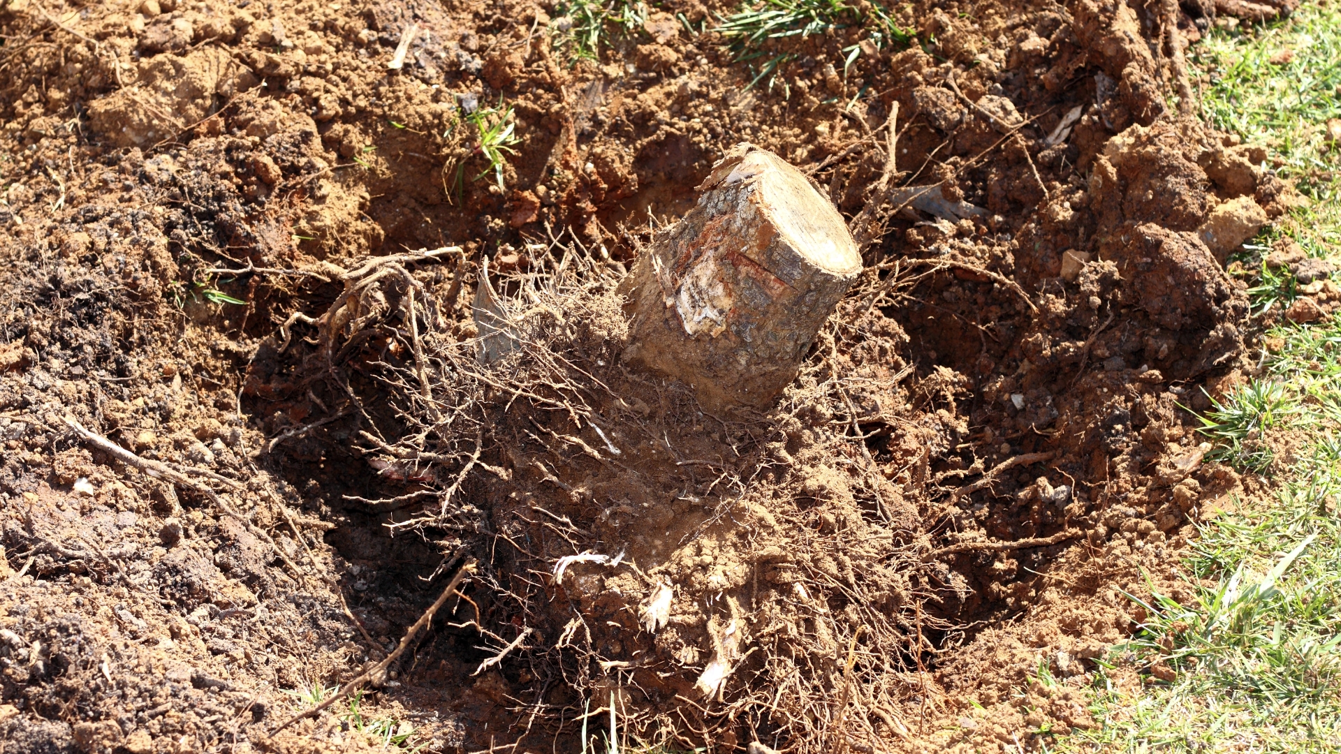 tree root system dug out