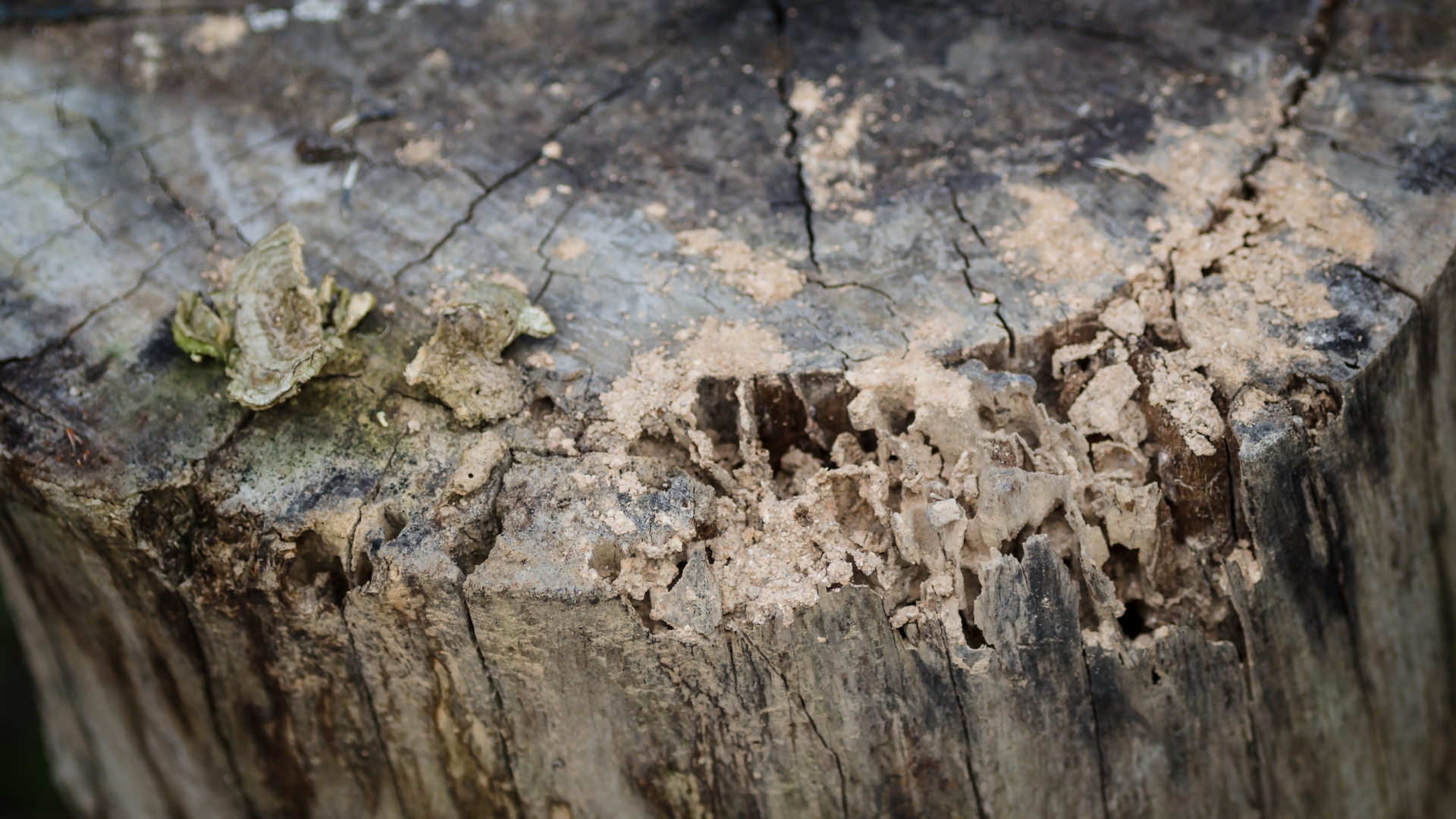 tree stump decay