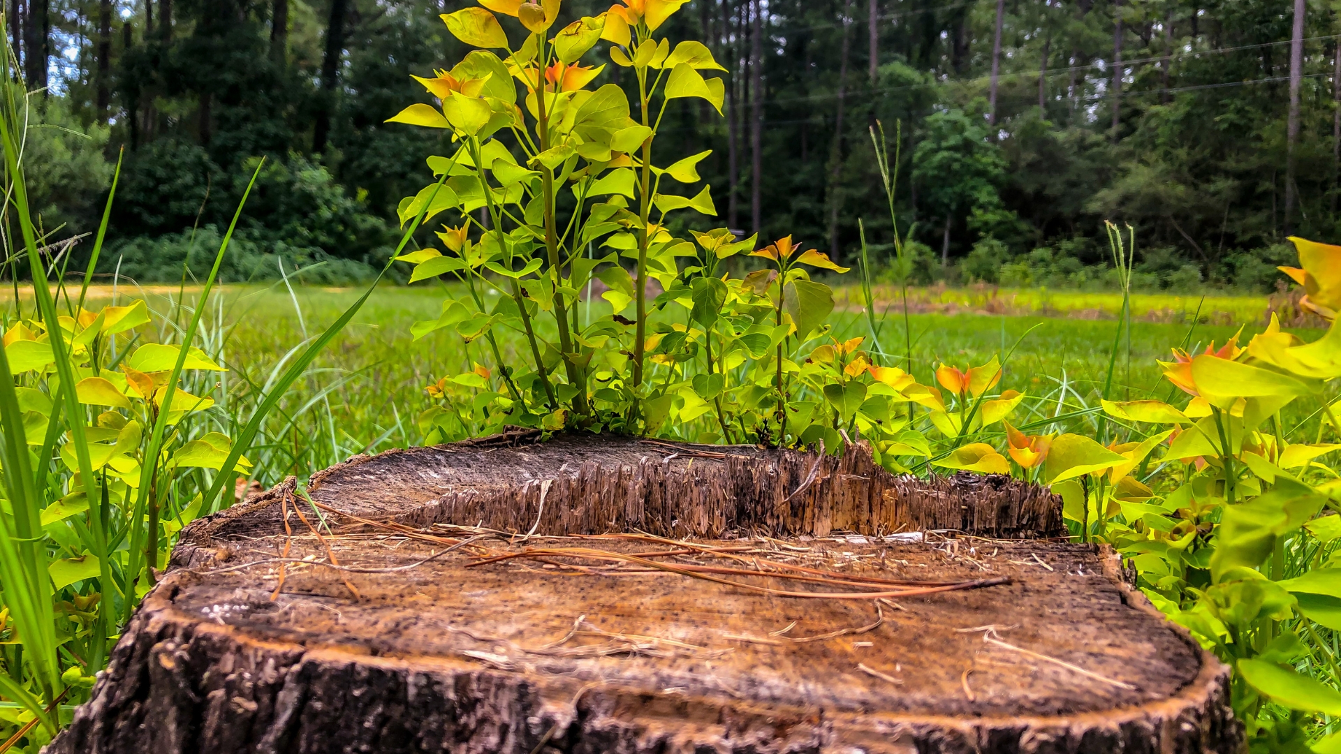 tree stump