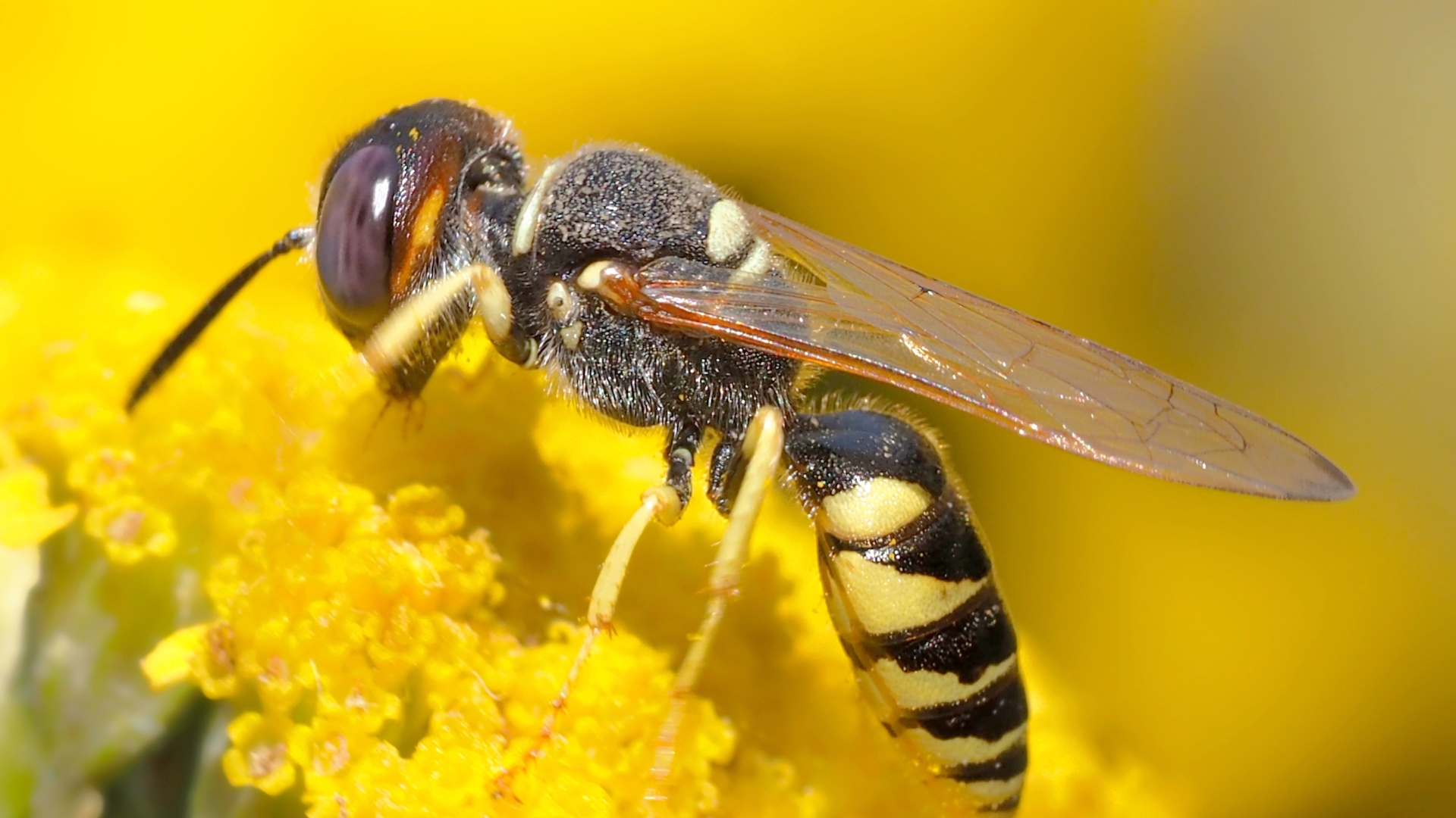 wasp feeding on a yellow flower