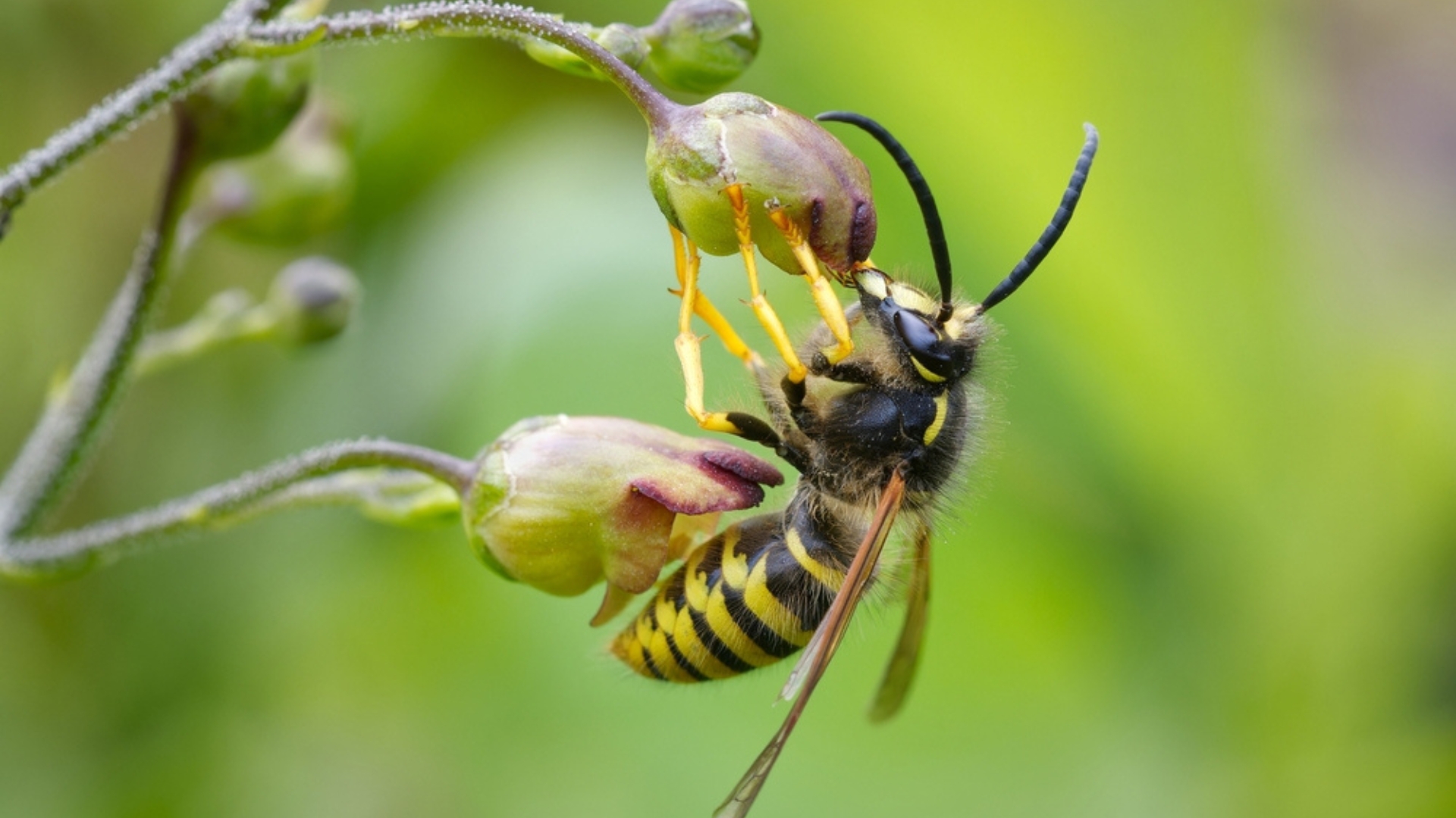 wasp feeding on figwort plant flower