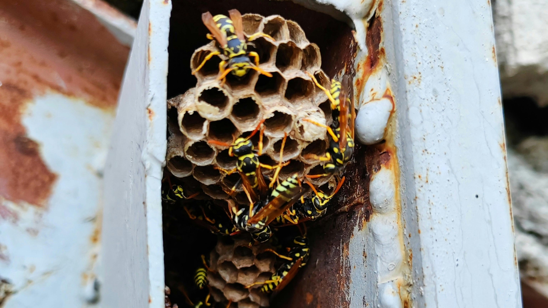 wasp nest