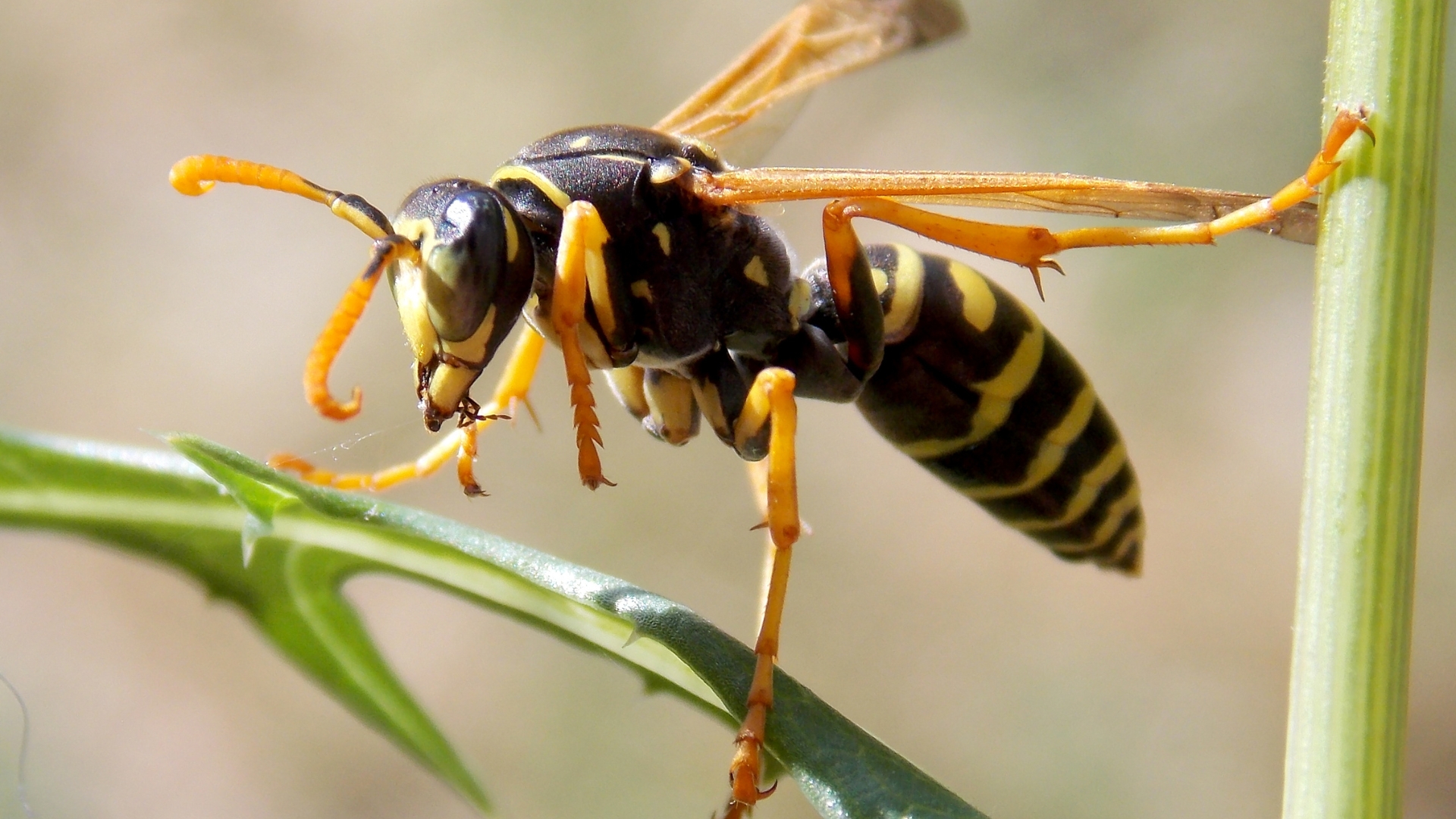 wasp on a leaf