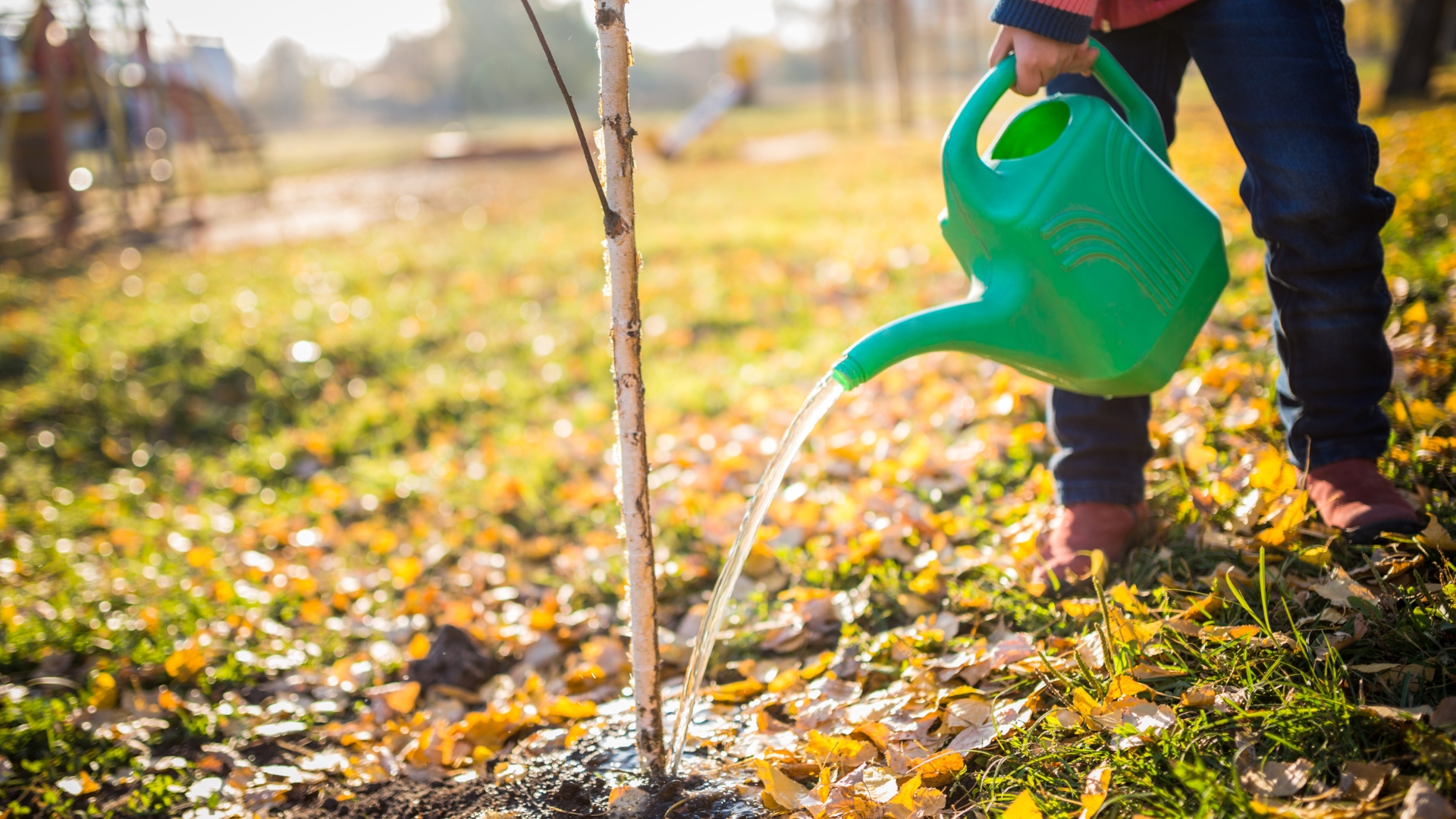 a man waters young tree