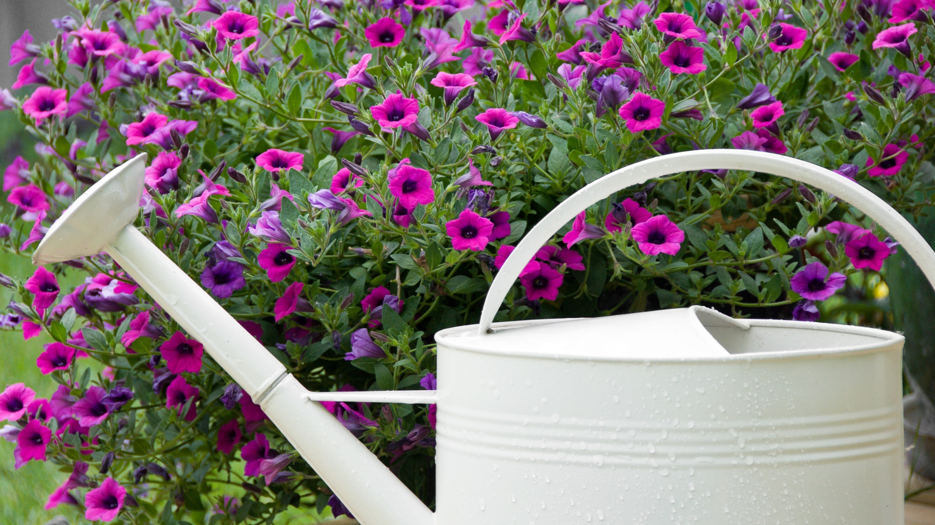 watering can near a petunia plant