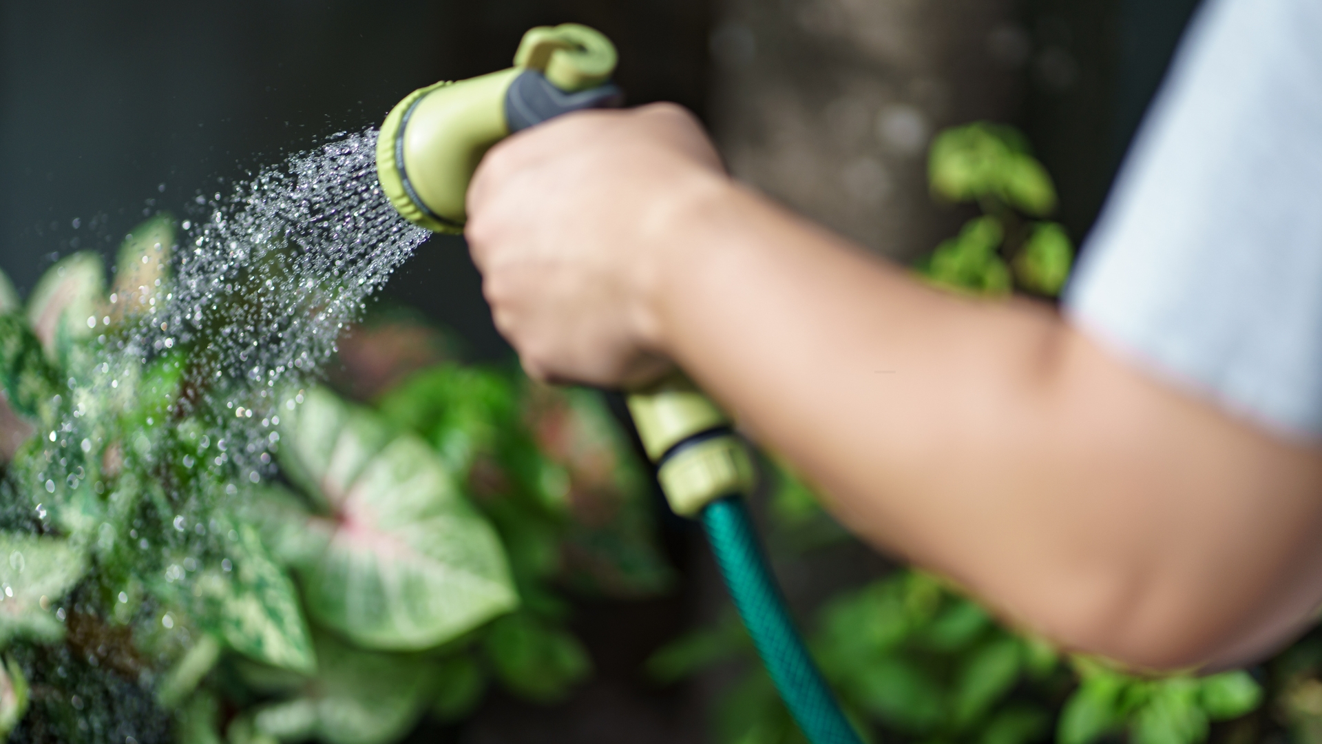 watering garden