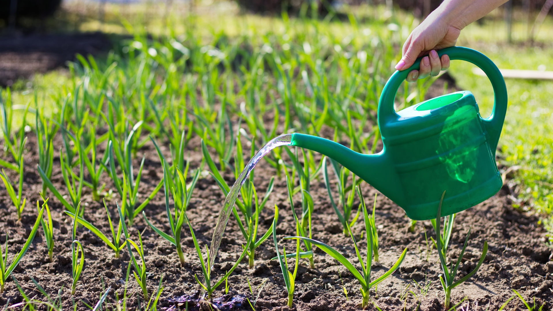 watering garlic