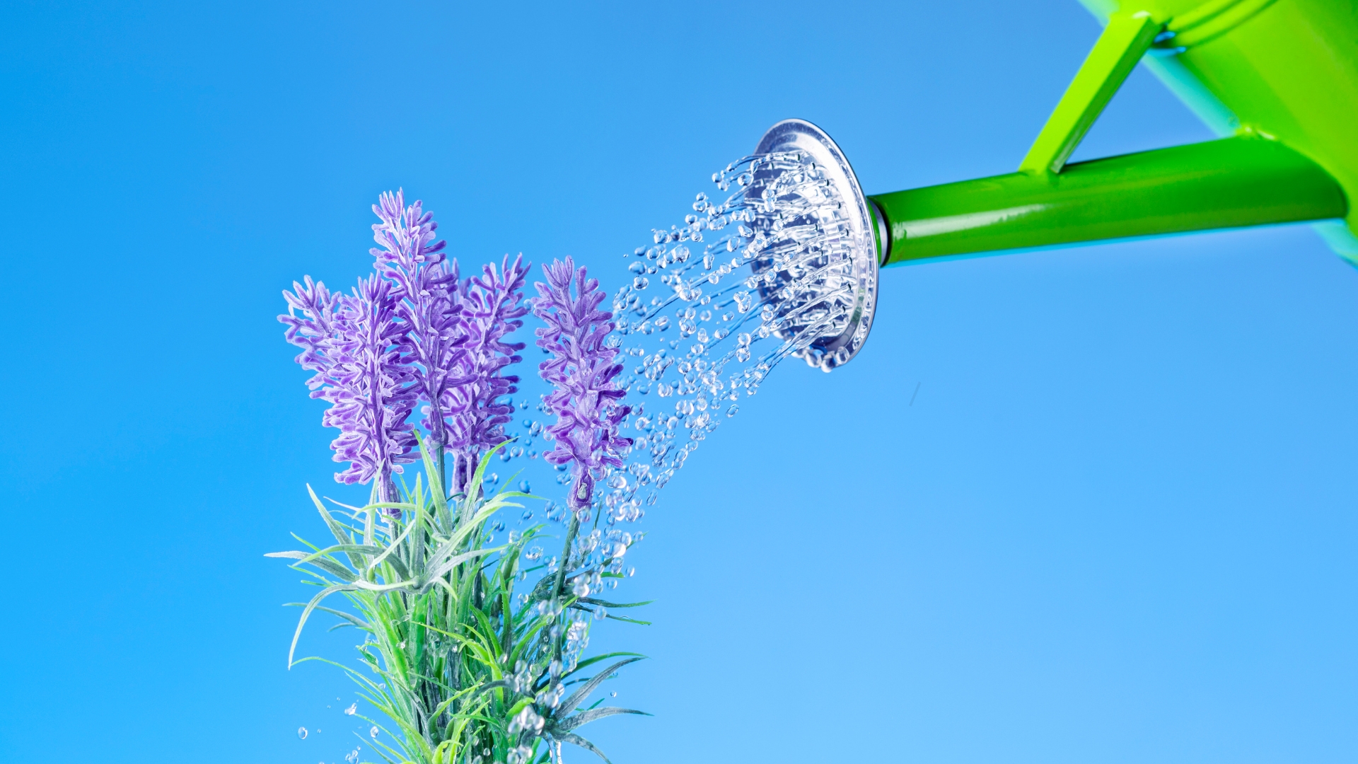 watering can and lavender flower cluster