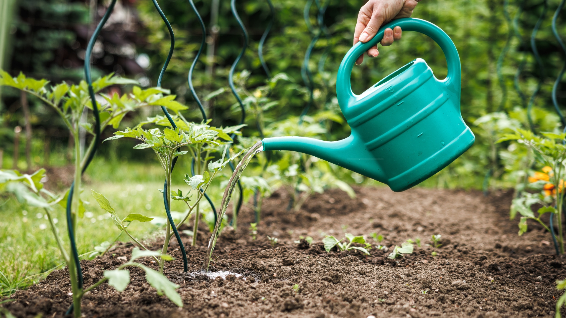 watering outdoor seedlings