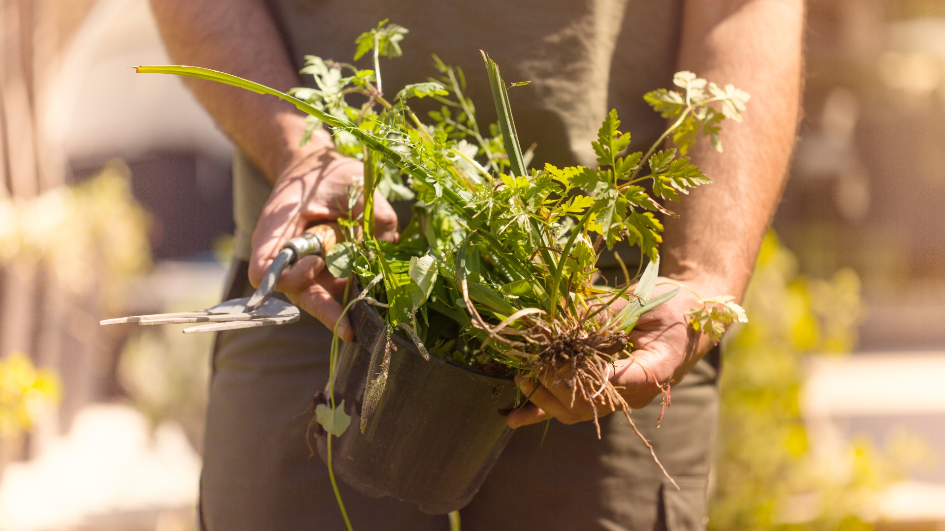 weeds in garden