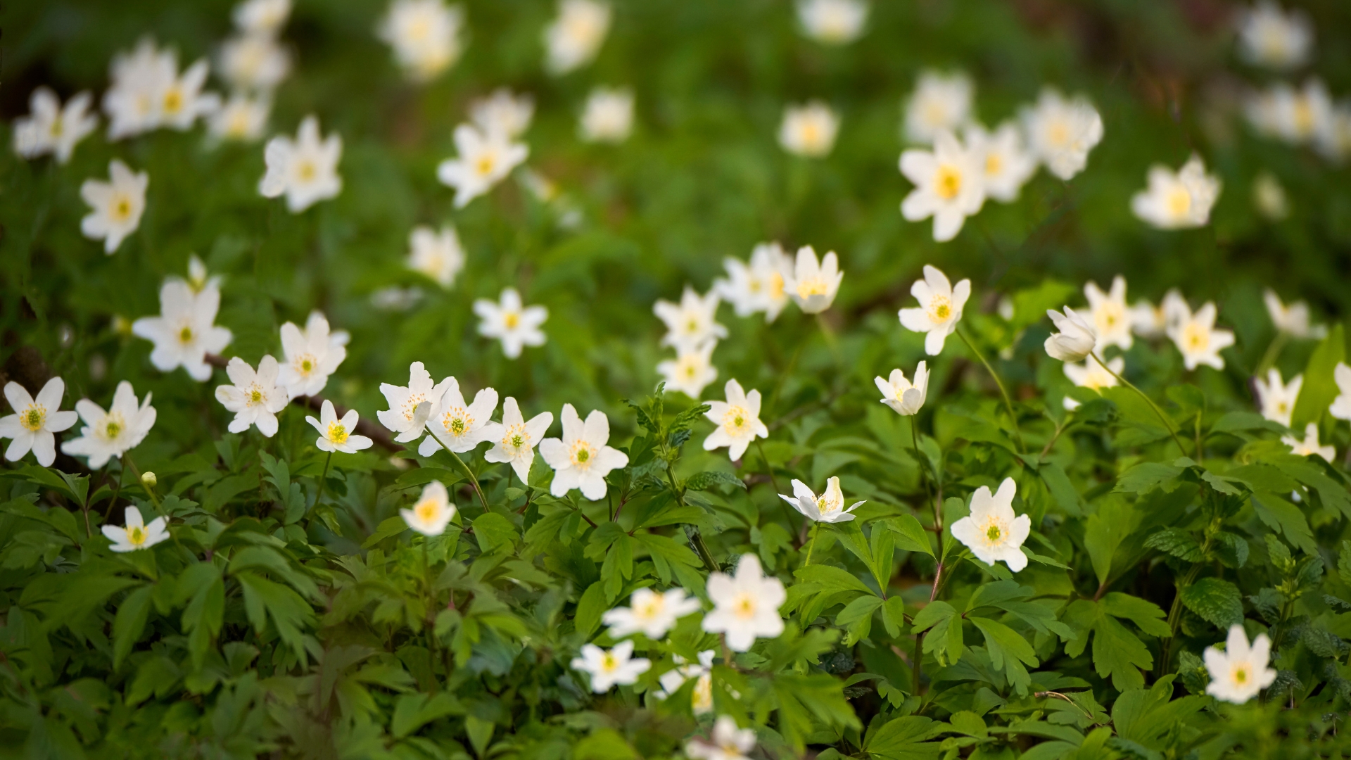 white hepatica bloom display