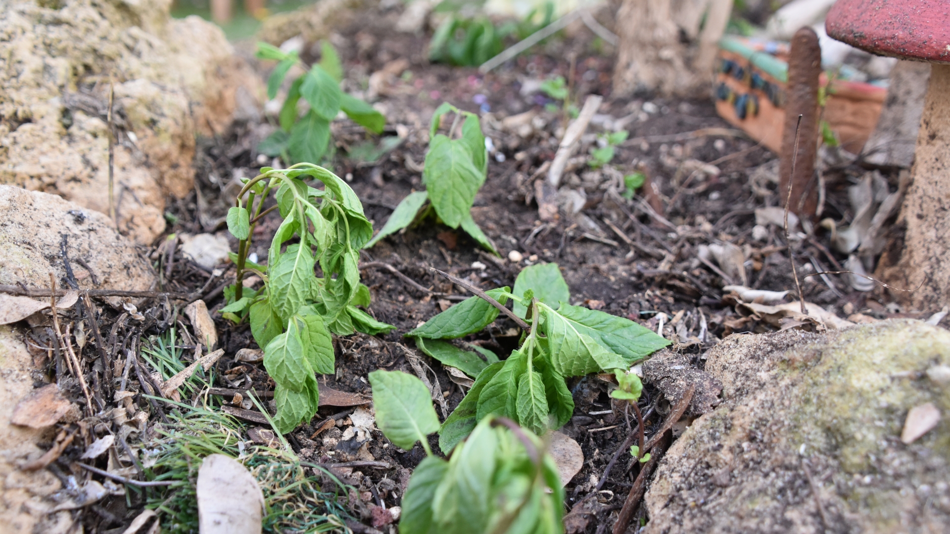 wilted seedling