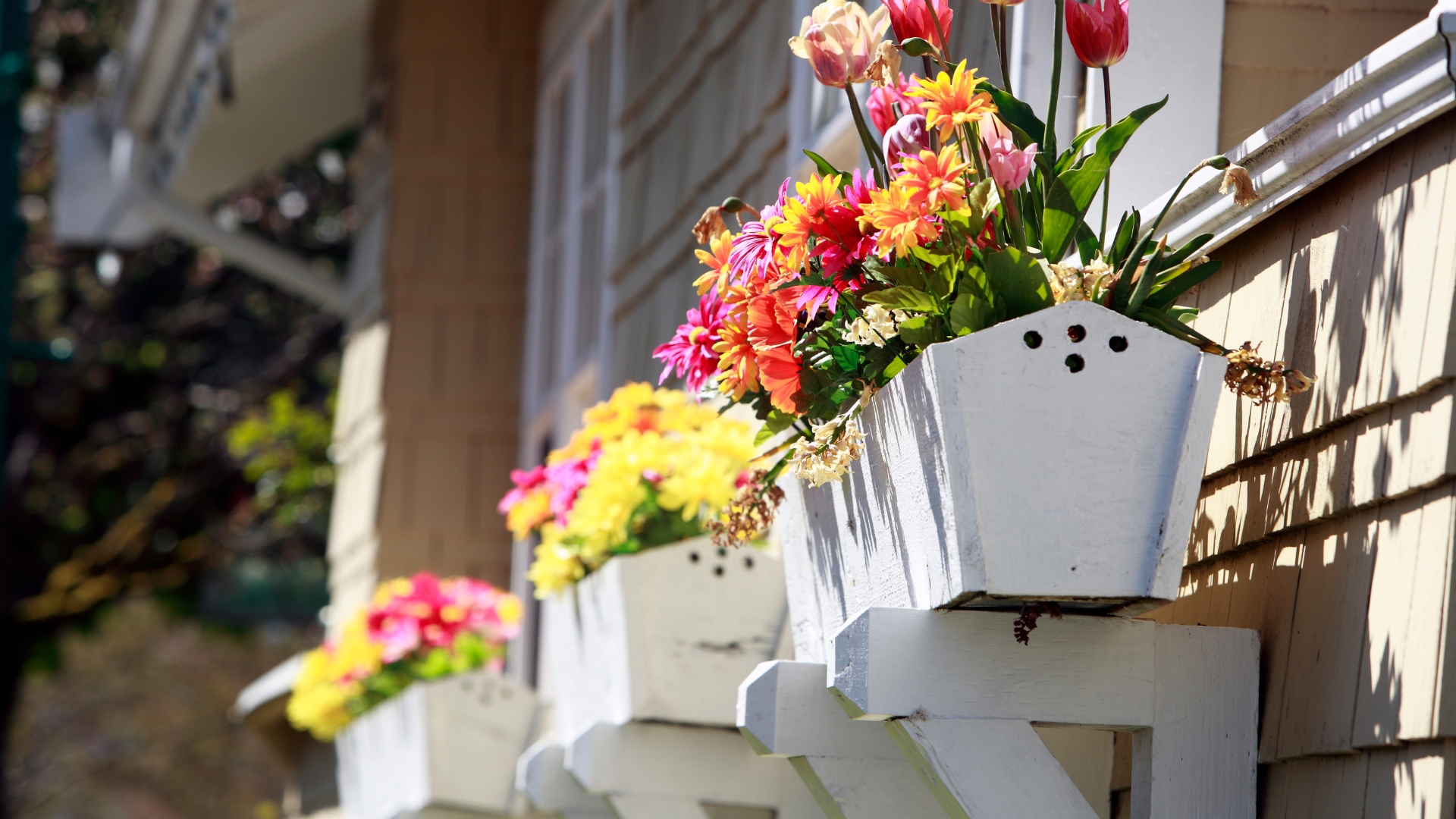 colorful window box bloom display