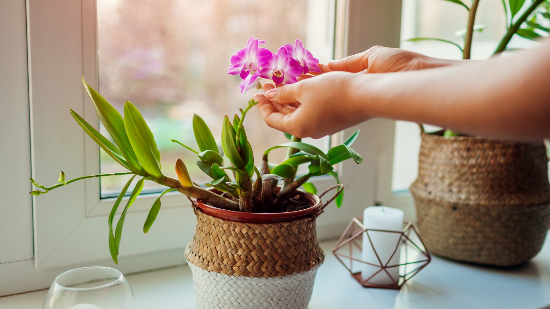 woman hand holding an orchid by its flower