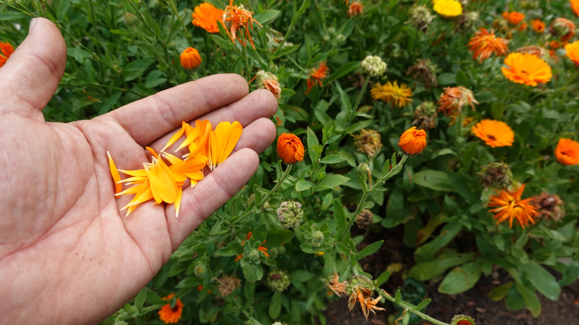 woman hand holding calendula petals