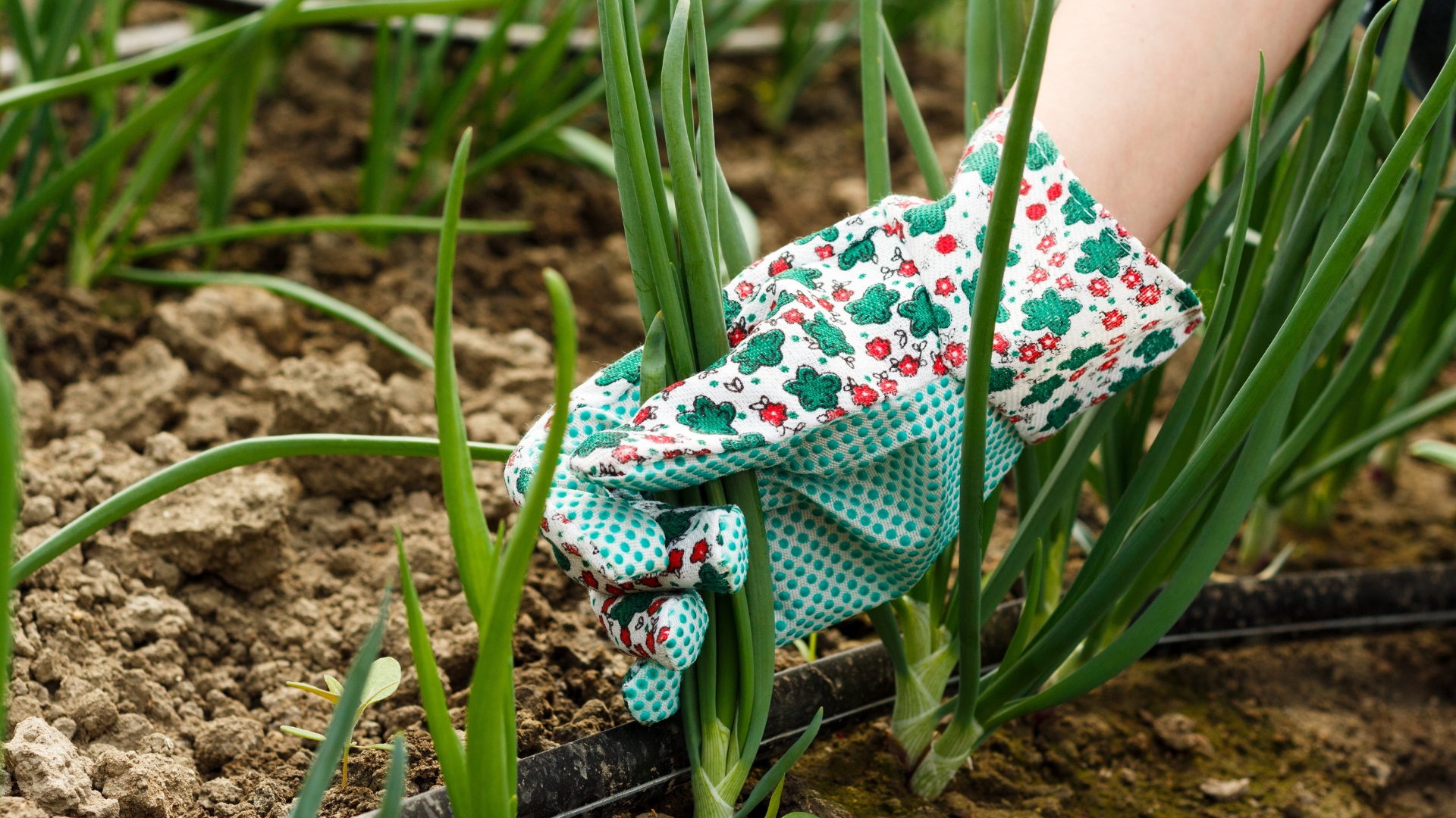 women hand pulling green onion plant