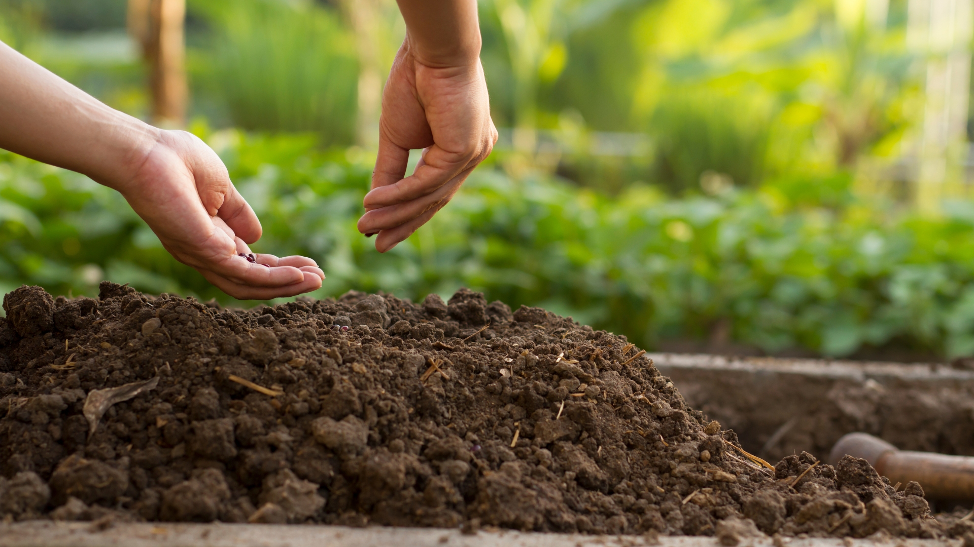 woman planting seeds in home garden