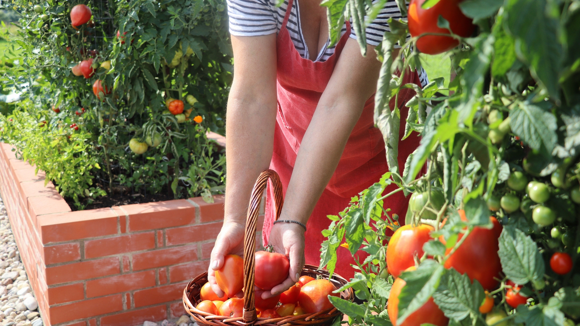 woman harvests tomatoes grown in raised bed