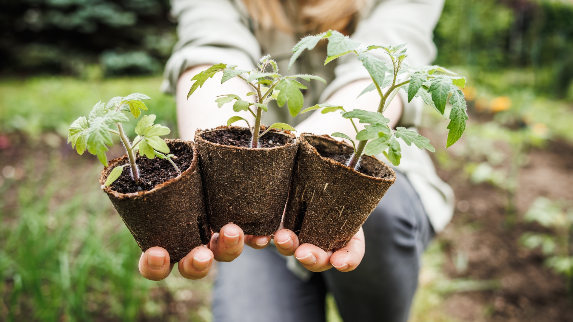 woman holding seedling