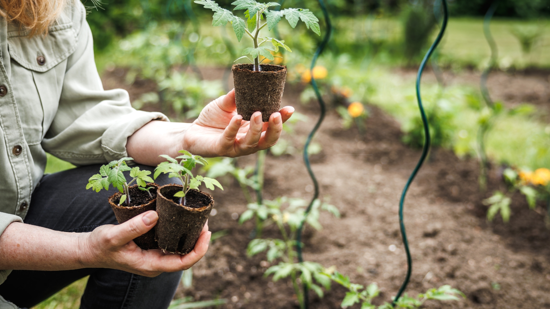 woman planting seedlings