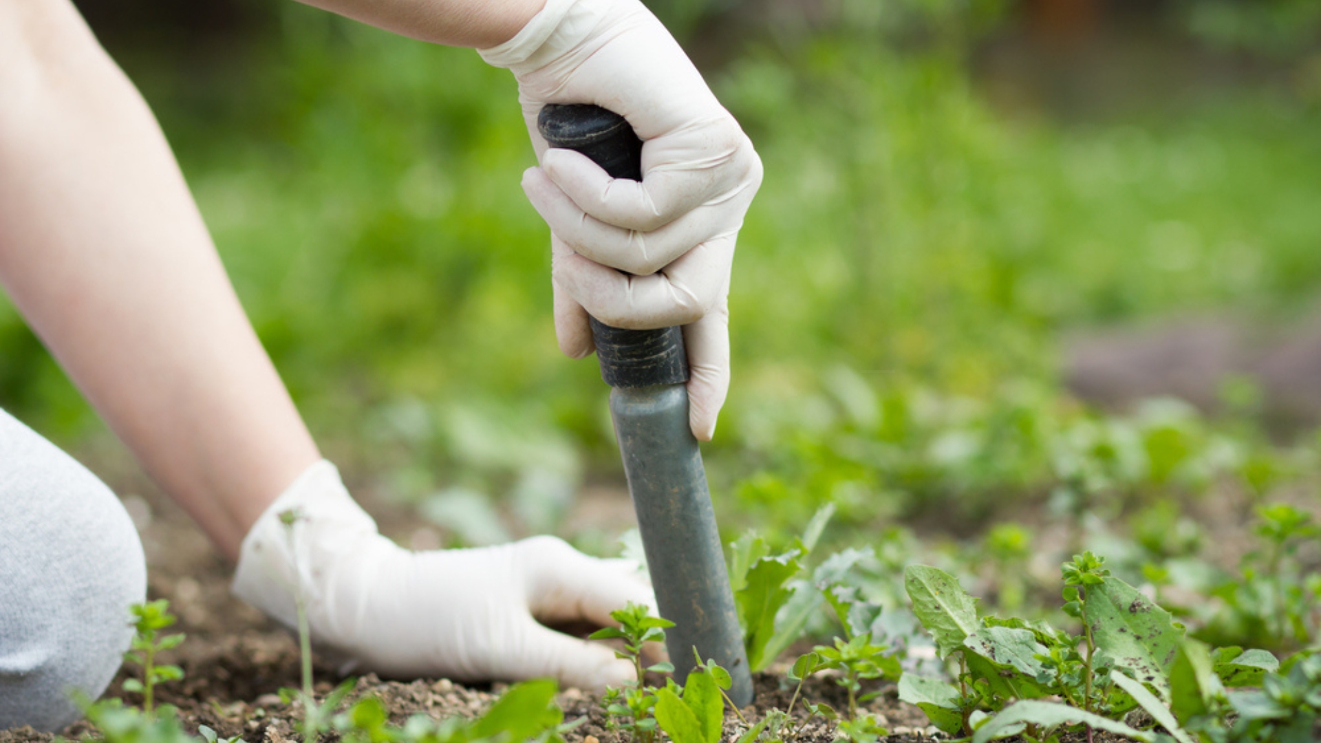 woman removing weeds by hand